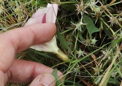Calystegia subacaulis episcopalis