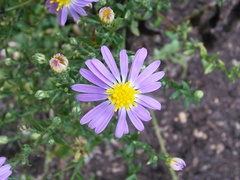 Symphyotrichum laeve laeve