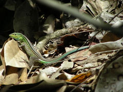 Cnemidophorus gaigei