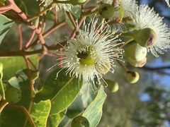 Lipotriches flavoviridis