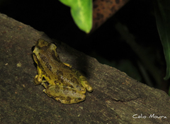 Scinax x-signatus