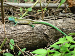 Cnemidophorus gaigei