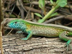 Cnemidophorus gaigei