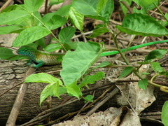 Cnemidophorus gaigei