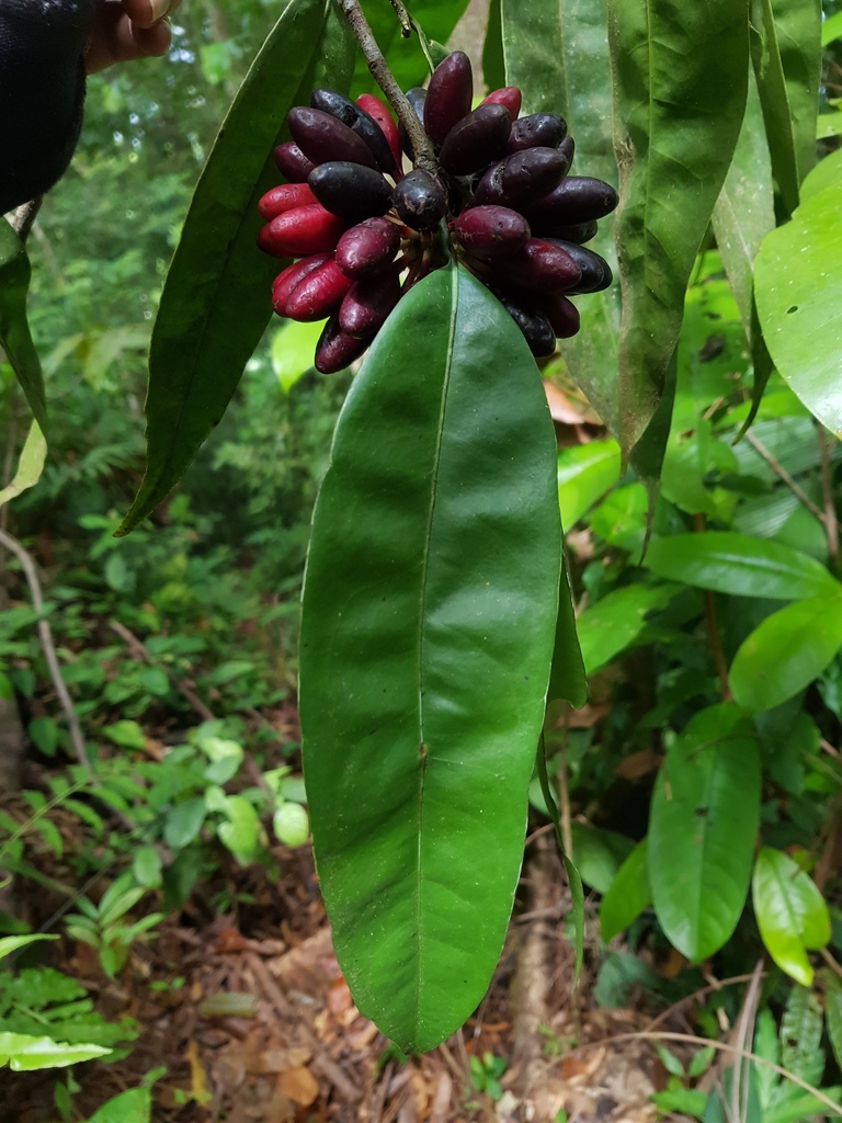 Mosannona costaricensis