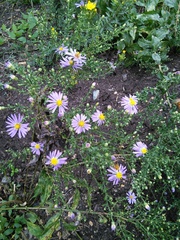 Symphyotrichum laeve laeve
