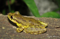 Scinax x-signatus