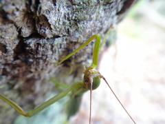 Micadina phluctainoides