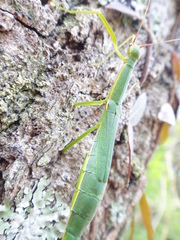 Micadina phluctainoides