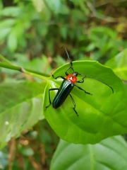 Galissus cyaneipennis