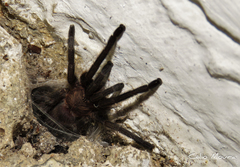 Dolichothele exilis
