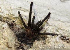 Dolichothele exilis