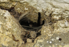 Dolichothele exilis