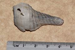 Marmorofusus nicobaricus