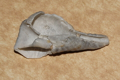 Marmorofusus nicobaricus