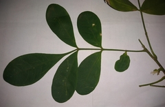 Trichilia havanensis