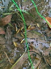 Rasbora borapetensis