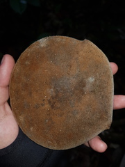 Aspidosperma myristicifolium