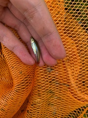 Rasbora borapetensis