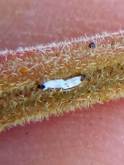 Trullifiorinia acaciae