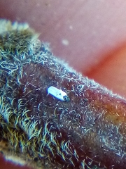 Trullifiorinia acaciae