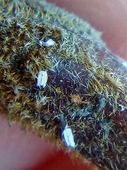 Trullifiorinia acaciae