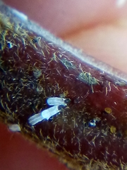 Trullifiorinia acaciae