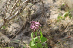 Urolepis hecatantha