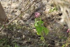 Urolepis hecatantha