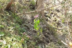 Urolepis hecatantha