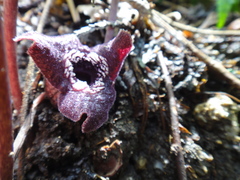 Asarum asaroides