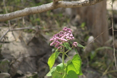 Urolepis hecatantha