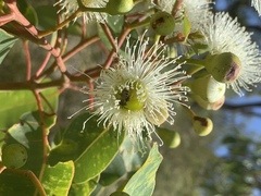 Lipotriches flavoviridis