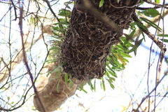 Microgramma mortoniana