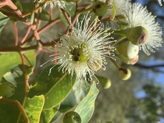 Lipotriches flavoviridis
