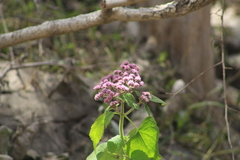 Urolepis hecatantha