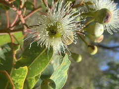 Lipotriches flavoviridis