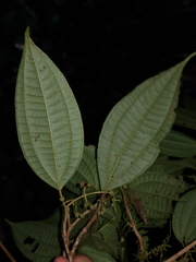 Miconia rubescens