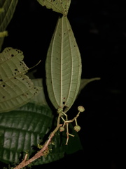 Miconia rubescens