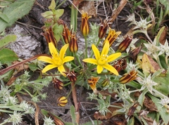 Bloomeria humilis
