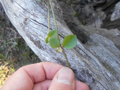 Alternanthera kurtzii