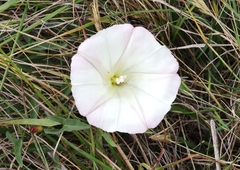 Calystegia subacaulis episcopalis