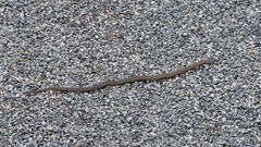 Elapognathus coronatus