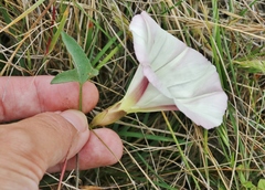 Calystegia subacaulis episcopalis