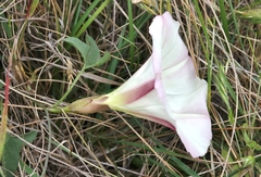 Calystegia subacaulis episcopalis