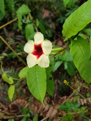Mandevilla hirsuta
