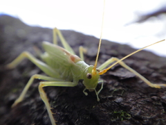 Nipponomeconema musashiense