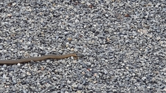 Elapognathus coronatus