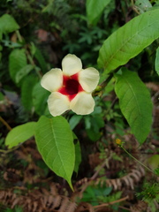 Mandevilla hirsuta