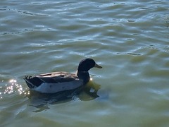 Anas platyrhynchos